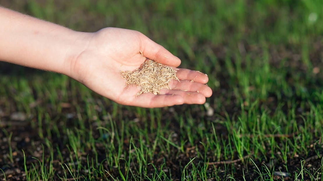When Can I Sow Grass Seed?