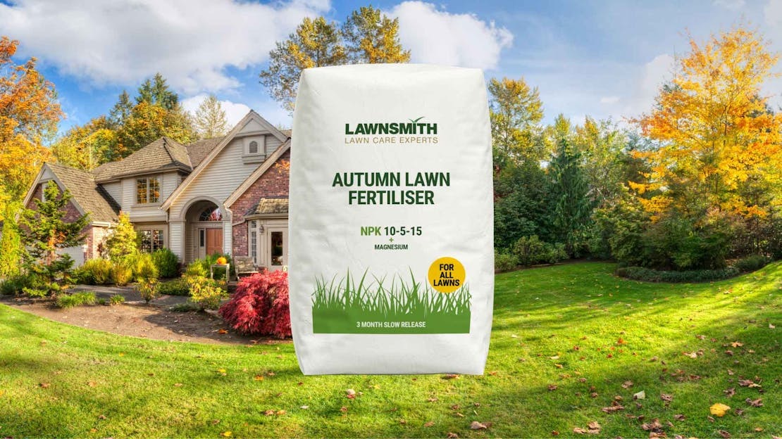 Best Lawn Food for Autumn