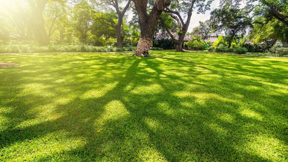 Grass Seed for Under Trees and Dry Shade