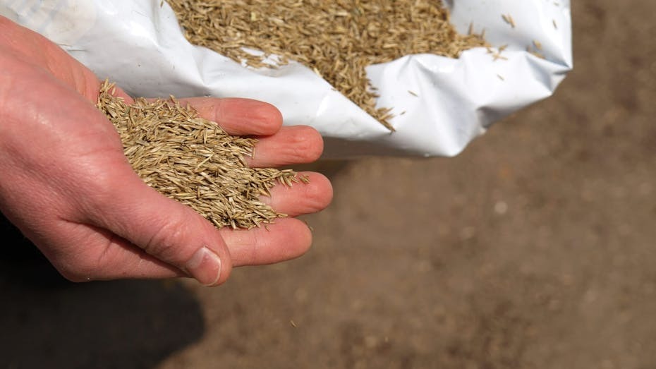 grass-seed-sowing-rates