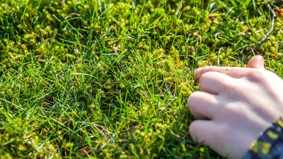 /why-do-I-keep-getting-moss-in-my-lawn