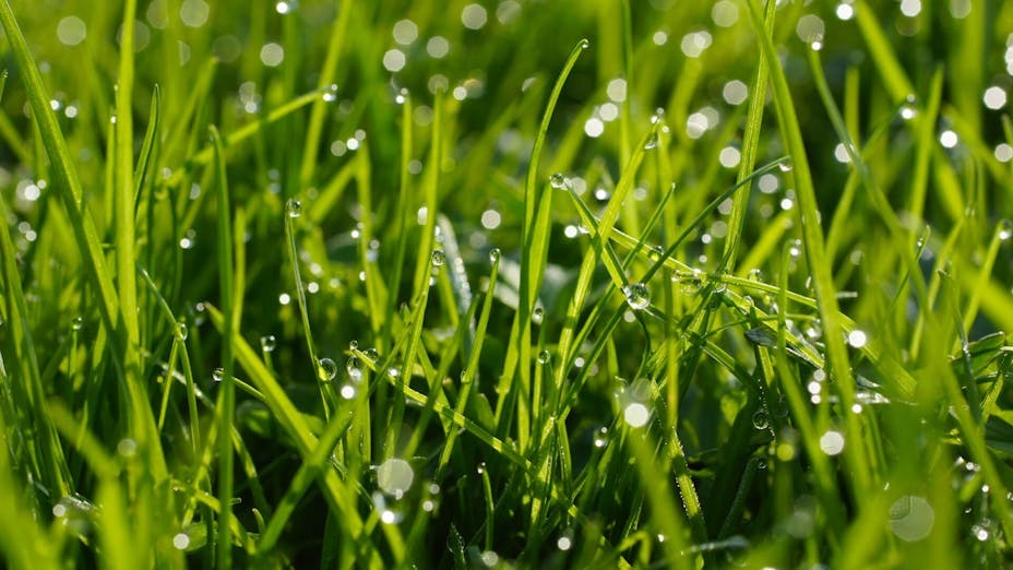 how-to-mow-wet-or-long-grass