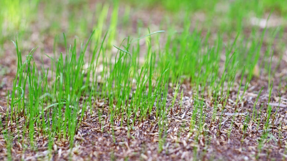 how-to-repair-with-grass-seed