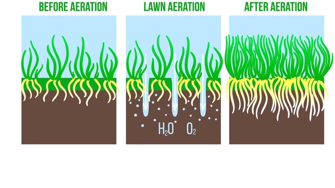 Improving Drought Tolerance in Lawns