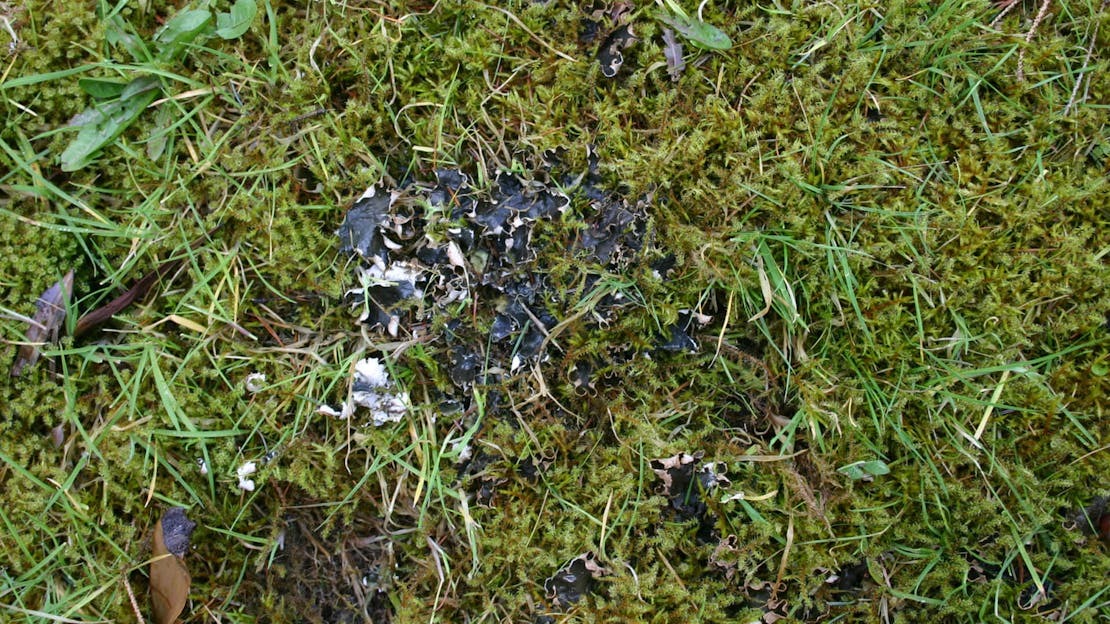 lichens and liverworts