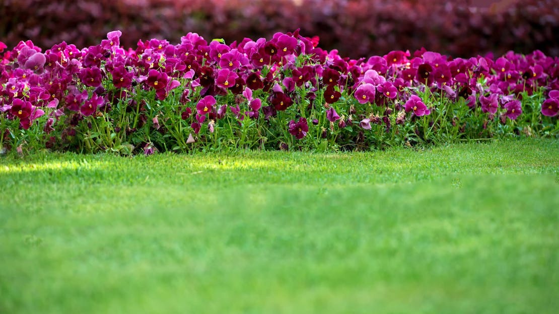 late spring lawn care