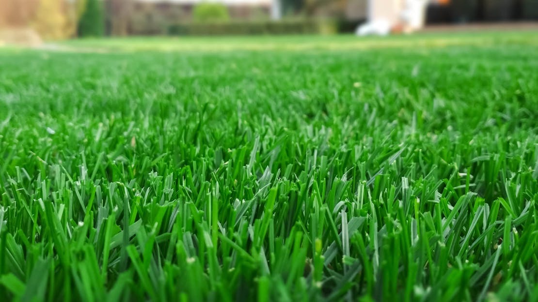mowing for a dense lawn