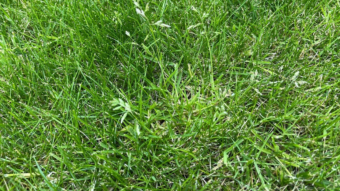 Should I let my lawn go to seed