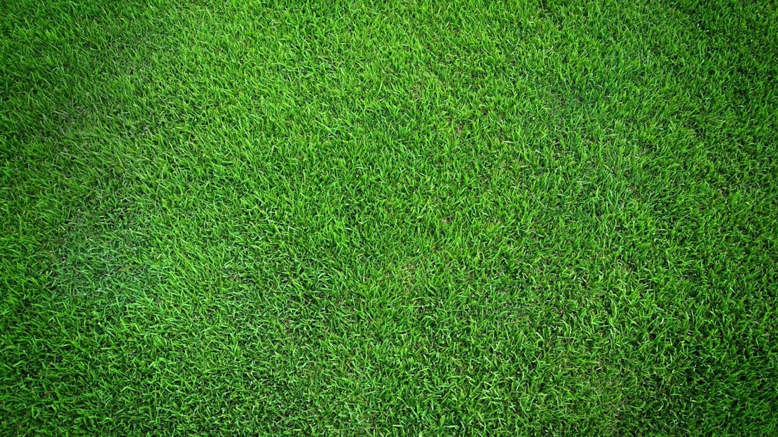 Slender Creeping Red Fescue Grass |Festuca Rubra Litoralis