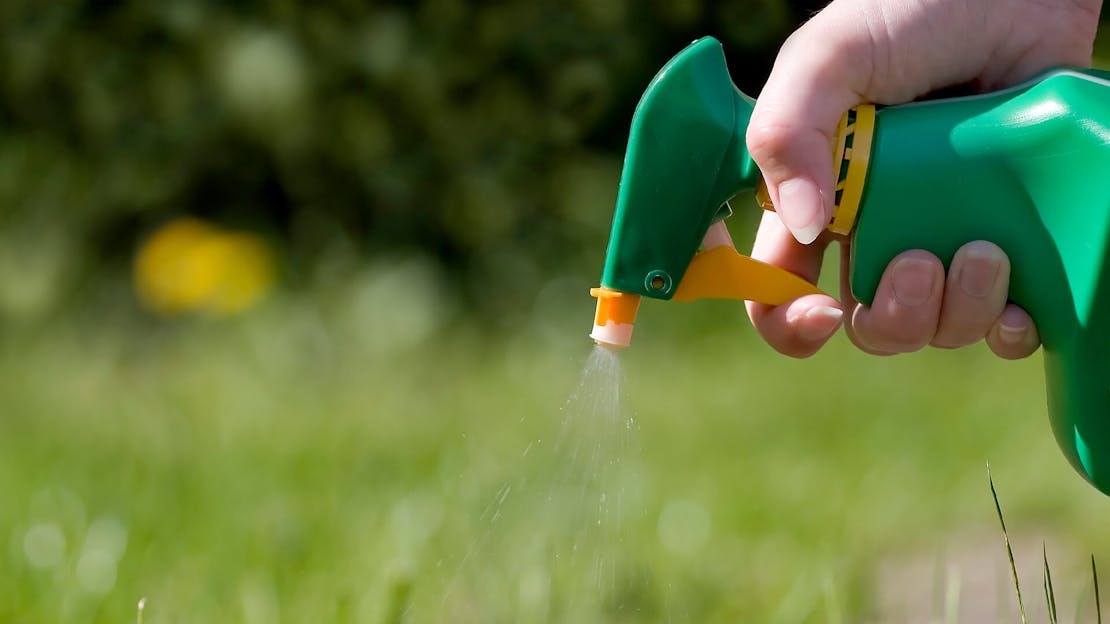 Lawn weed killer buying guide