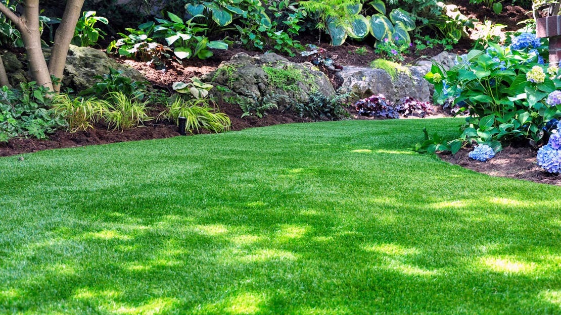 What is the best Looking Grass for Lawns