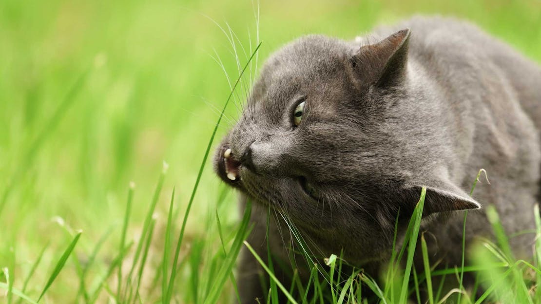what lawn fertiliser is pet friendly