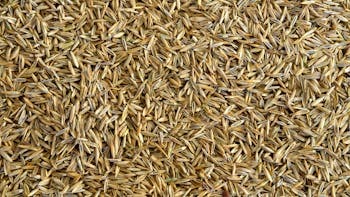 Grass Seed & Lawn Seed Mixtures