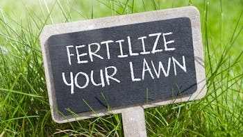 Lawn Fertiliser Advice