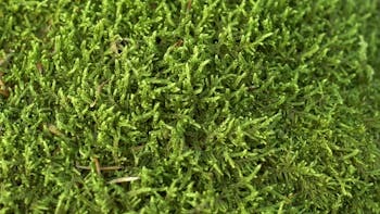 Lawn Moss Control & Removal